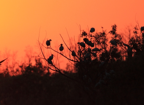 A group of birds perched on trees