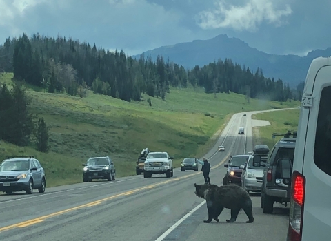 Grizzly bear attempting to cross the road, surrounded by cars and people.