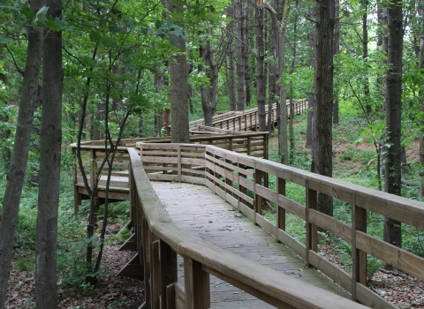 a raised, wooden platform trail snakes through a mature forest