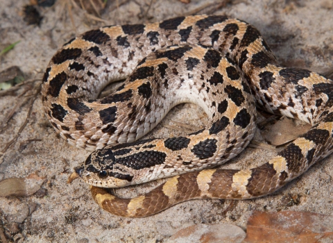 A black, grey and yellow snake with a rounded head