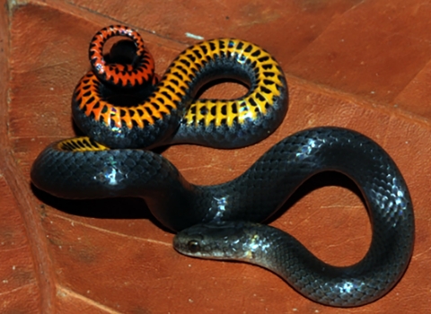 A Key ring-necked snake is curled on an orange fall leaf. It is a small, black on top with bright yellow, orange and red markings on the belly.