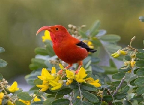 A ʻiʻiwi (scarlett honeycreeper) stands on a flower. It has bright red feathers and a long curved beak. Its wings are black and legs are orange. It stands on bright yellow flowers and is surrounded by green leaves. 
