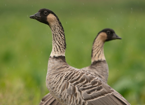A male and female nēnē stand in the rain looking out in opposite directions. The have black heads, black eyes outlined in white, light brown necks and a dark gray collar. There is an out of focus green background behind them. Water is beading on their backs and heads. 