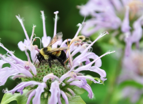Rusty patched bumblebee on a bee balm plant (genus Monarda)