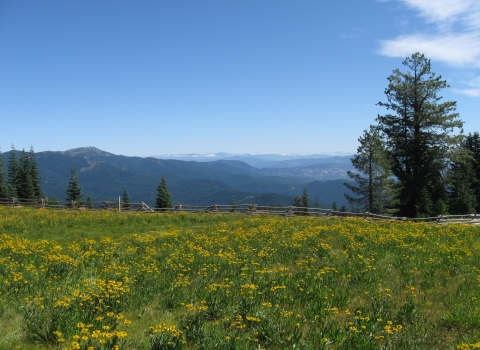a landscape of a meadow covered in yellow flowers with hills in the background