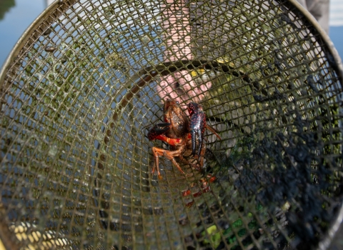 A biologist displays a trapped crayfish as it flares its large claws inside a cylindrical metal cage
