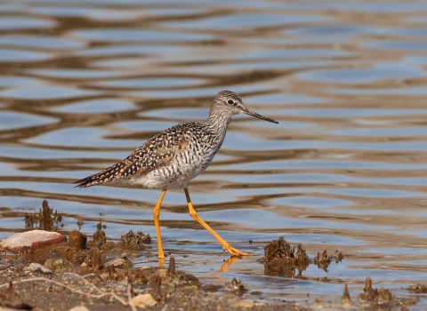 A Greater Yellowlegs by the water within the Huron Wetland Management District.
