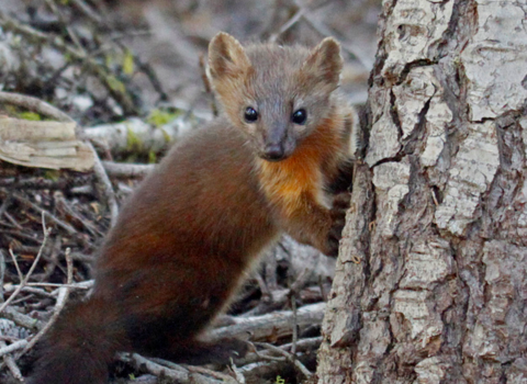 a small mammal stands by a tree