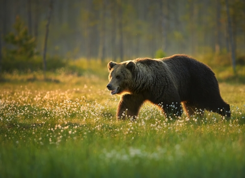 Grizzly bear walking through a field
