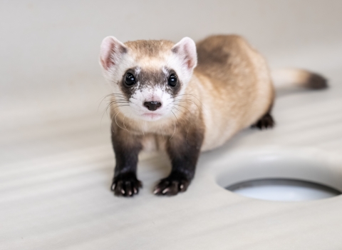 A black-footed ferret in their enclosure.