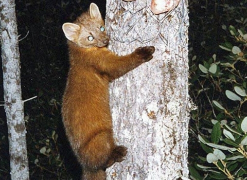 a small furry mammal clings to a tree at night