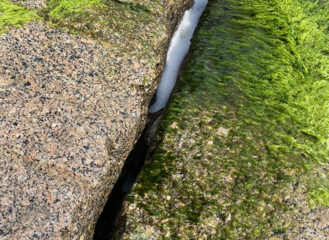 Green sea turtle trapped in jetty rocks in Texas