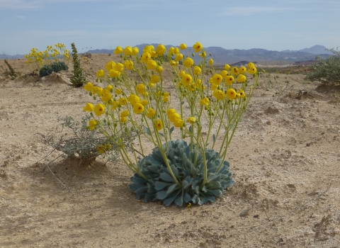 A bright yellow flower in a desert landscape with mountains in the background