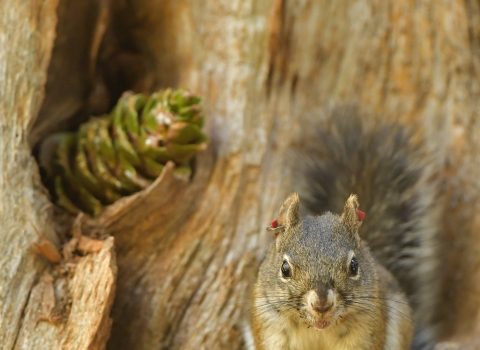 A Mount Graham red squirrel with red ear tags perches in a tree.