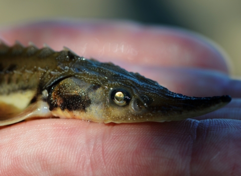 A biologist holds a juvenile lake sturgeon