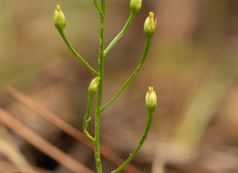 A small, wiry plant with alternating stems and flower buds at each tip