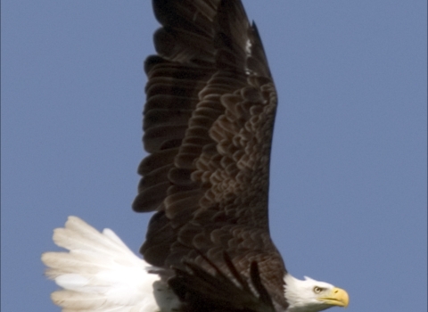 Bald eagle in flight