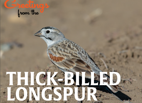 A postcard-style image; a Thick-billed longspur bird perches on the ground. Text reads Greetings from the Thick-billed longspur