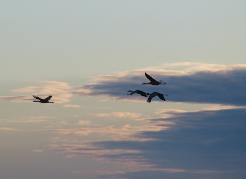 4 birds silhouetted in the sky against clouds