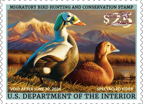 2025-2026 Federal Duck Stamp featuring a pair of spectacled eiders on the ground in grassy area.
