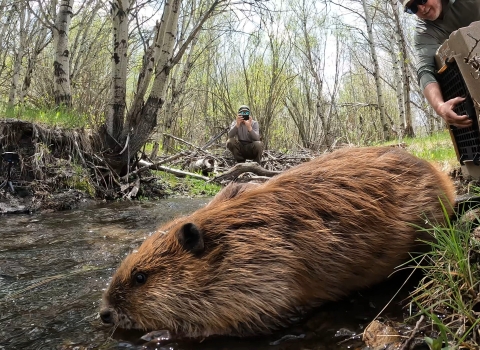 A beaver is seen close up in the foreground, a biologist holding a dog kennel is in the right side of the frame, and another biologist is in the background pointing a camera at the beaver. 