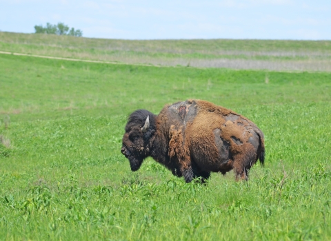 Sparky, a bison who survived a lightning strike, standing in the prairie at Neal Smith National Wildlife Refuge in Iowa