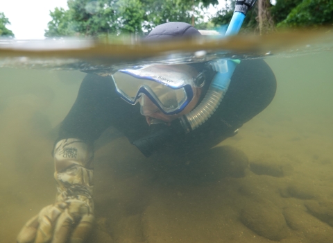 Snorkeling swimming along the bottom of a shallow river