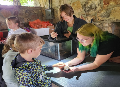 Carolina box turtle touch