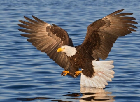 Eagle