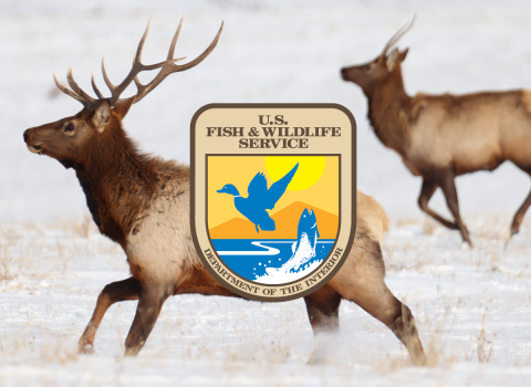 Two elk running with USFWS logo in front