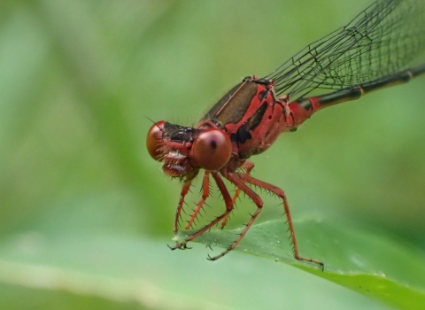 Closeup of a red damselfly with black markings resting on a leaf.