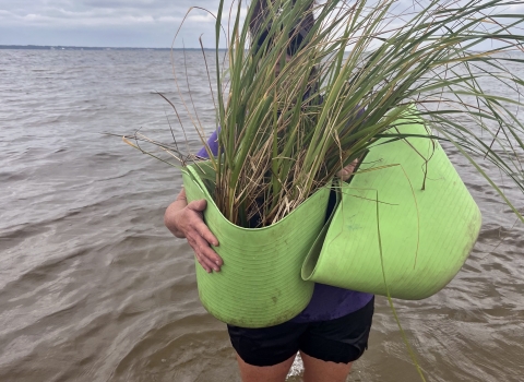 Choctawhatchee Basin Alliance staff carrying extremely healthy Spartina alterniflora plants from the boat