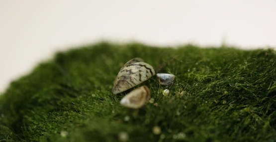 A small stripped mussel shell sits on a mossly green ball. 