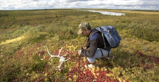 a man wearing a backpack kneels to examine a caribou skull on the tundra