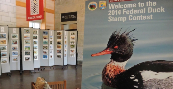 Federal Duck Stamp display in the lobby of the National Conservation Training Center.